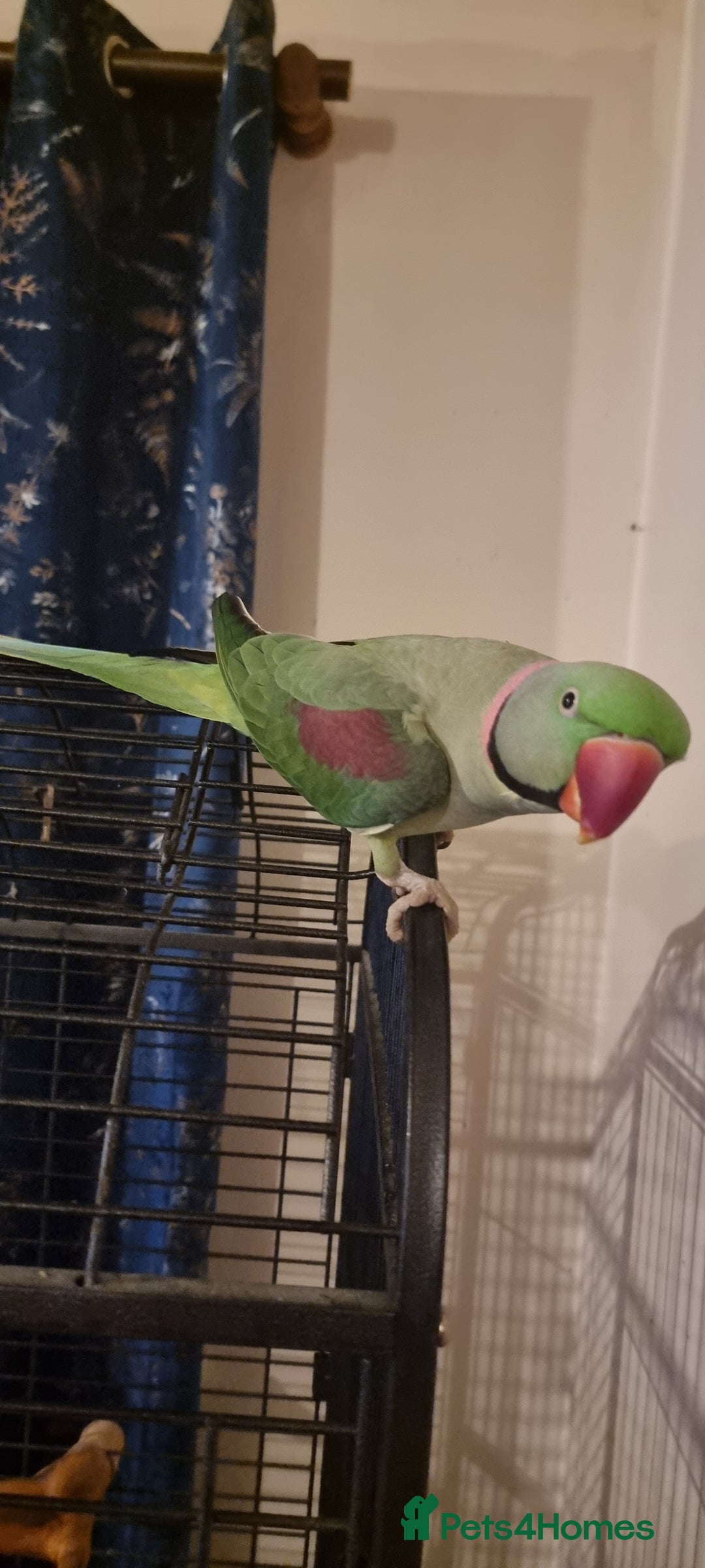Parrots birds for sale: Loving Home Needed For A Friendly Alexandrine Boy - Image 5