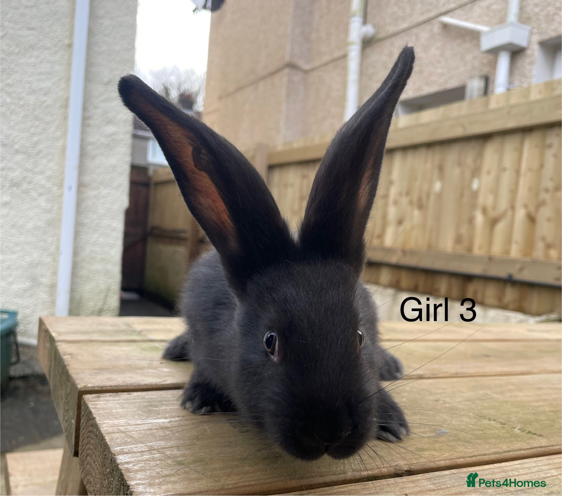 Continental Giant rabbits 💖6 week old pure bred continental giants💙 - Advert 3