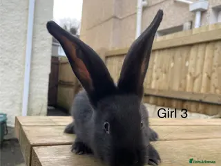 Continental Giant rabbits 💖6 week old pure bred continental giants💙 - Advert 3