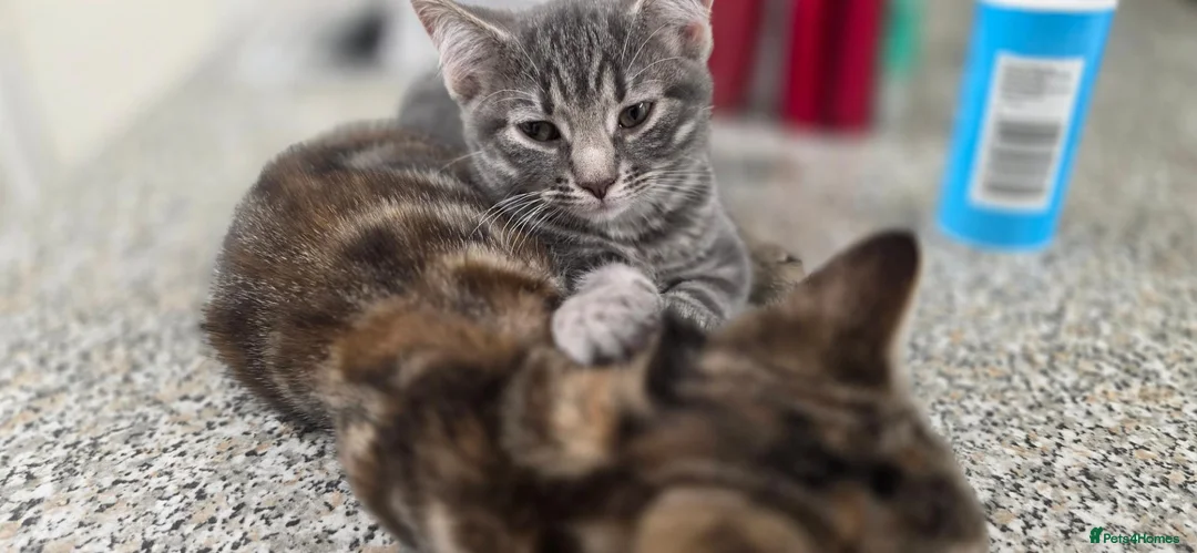 American Shorthair cats for sale: Kittens - Advert 6