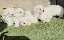 Maltese dogs for sale: Puppies Maltese  - Image 6
