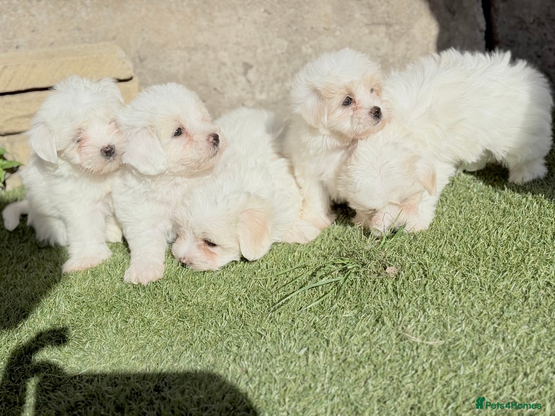 Maltese dogs for sale: Puppies Maltese  - Image 6
