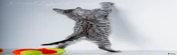 Bengal cats for sale: Rare Silver Bengal Kittens – Boy & Girl Available - Advert 3