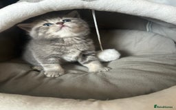 Scottish Fold cats for sale: Pure breed SCOTTISH FOLD - Image 4