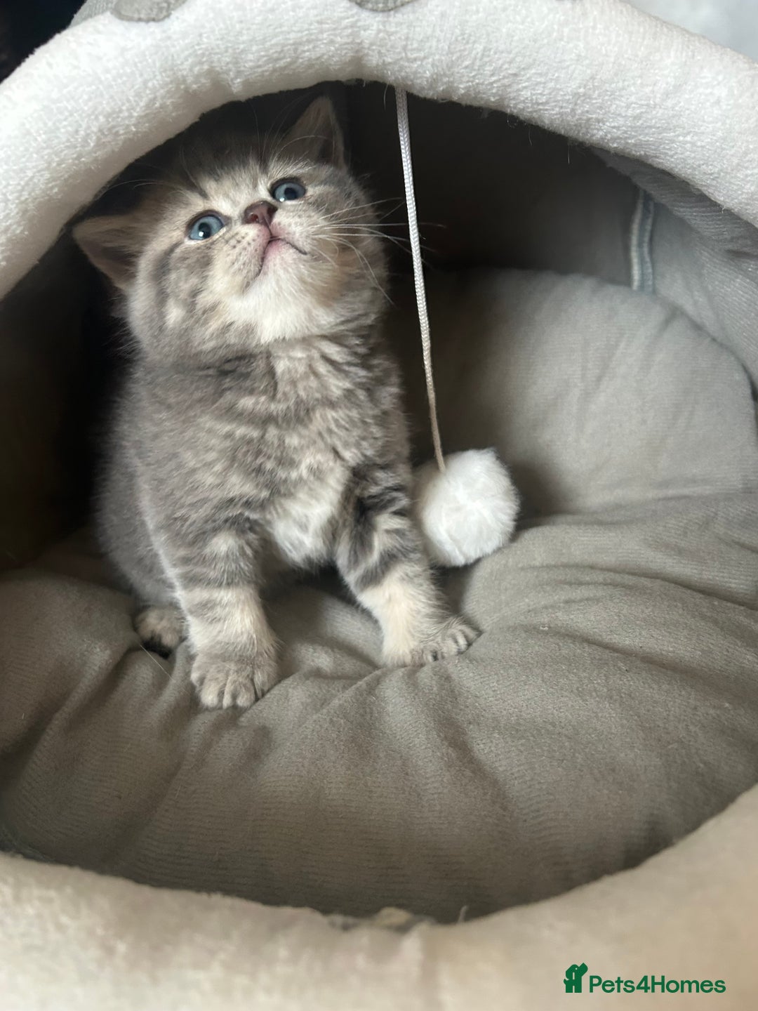 Scottish Fold cats for sale: Pure breed SCOTTISH FOLD - Image 4
