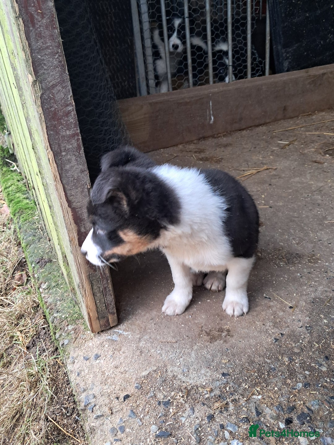 Mixed Breed dogs for sale: Kelpie x collie puppies  - Advert 4