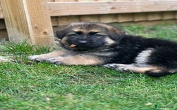 German Shepherd dogs for sale: German Shepherds. 2 left to go.. - Image 4