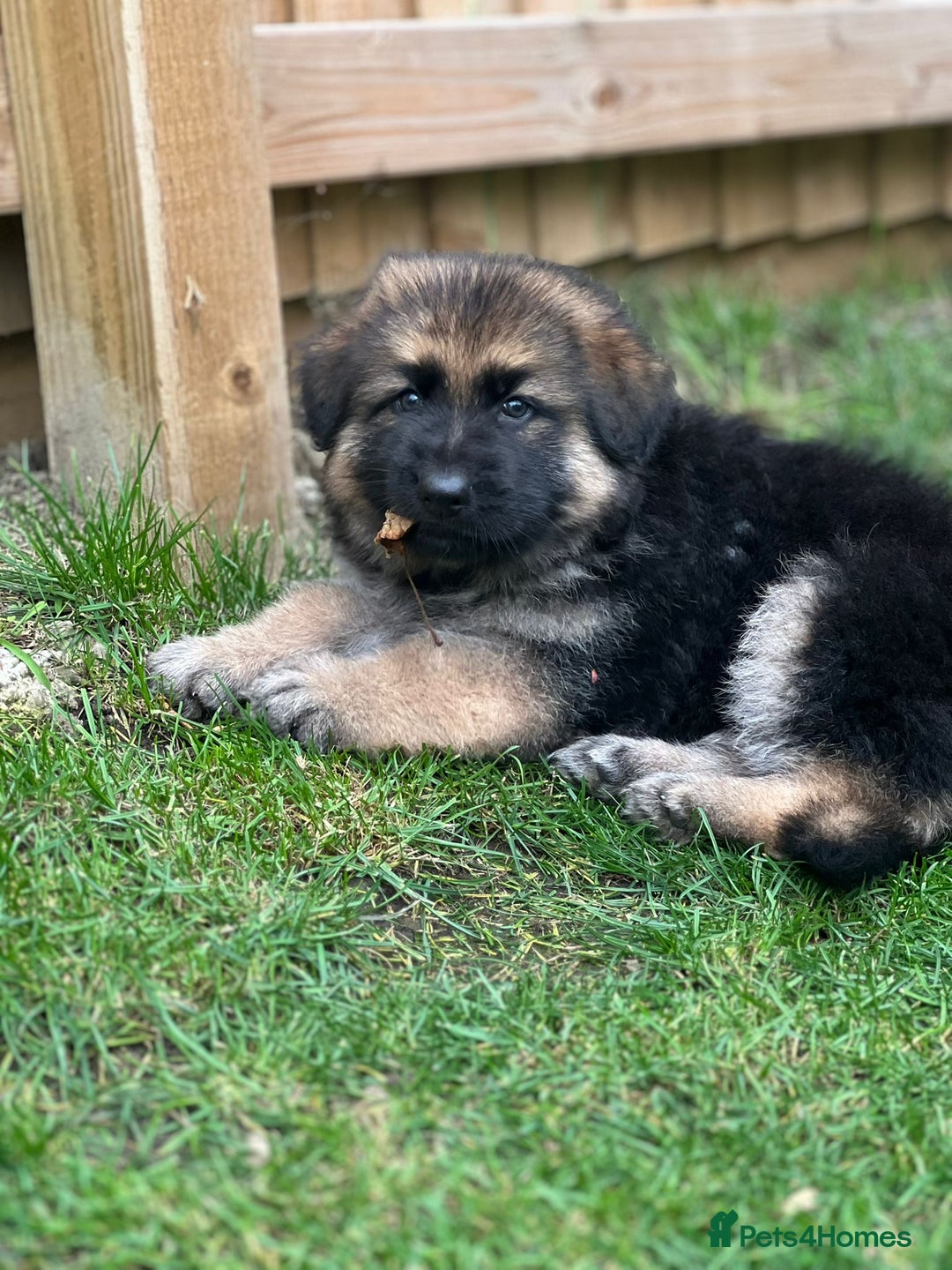 German Shepherd dogs for sale: German Shepherds. 2 left to go.. - Image 4