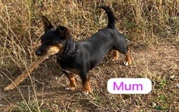 Jack Russell dogs for sale: Jack Russell  - Advert 7