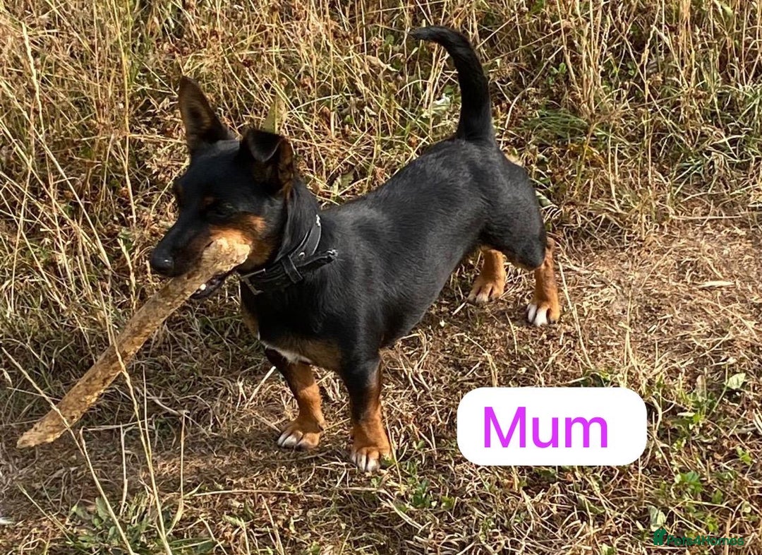 Jack Russell dogs for sale: Jack Russell  - Advert 7