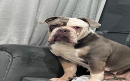Olde English Bulldogge dogs for sale: Harley looking for new home - Image 4