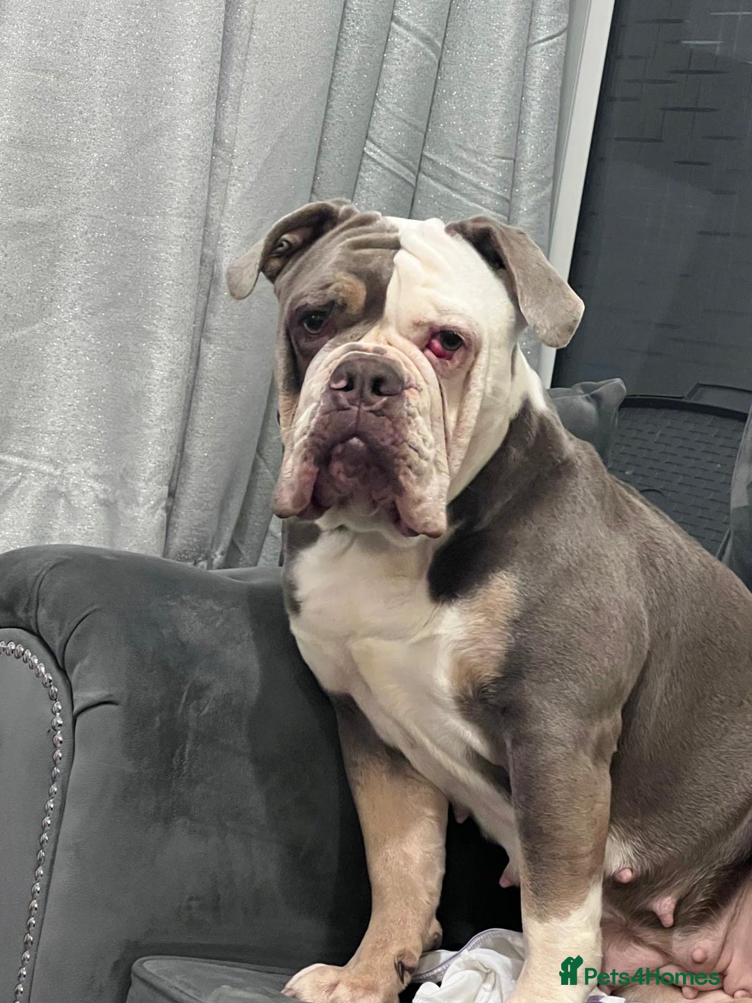Olde English Bulldogge dogs for sale: Harley looking for new home - Image 4