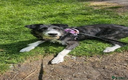 Mixed Breed dogs for adoption: Meet Mitzie, currently residing in Liverpool  - Image 2