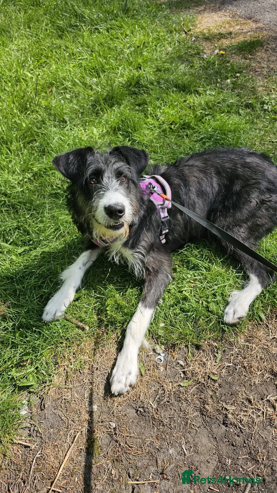 Mixed Breed dogs for adoption: Meet Mitzie, currently residing in Liverpool  - Image 2