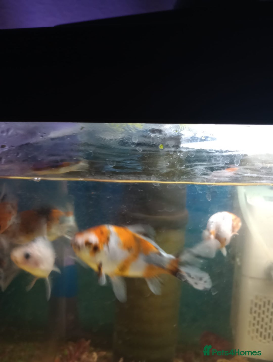 Shubunkins fish for sale:  Hi im Giving my fish away  - Image 2