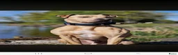 Lurcher dogs for sale: Alaunt x bullgrey lurchers in Dunfermline - Advert 2