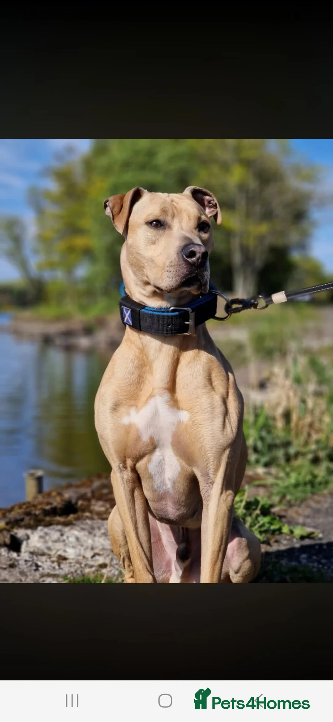 Lurcher dogs for sale: Alaunt x bullgrey lurchers in Dunfermline - Advert 2