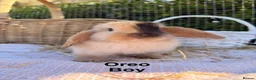 Mini Lop rabbits for sale:  Gorgeous mini Lop babies  - Advert 24