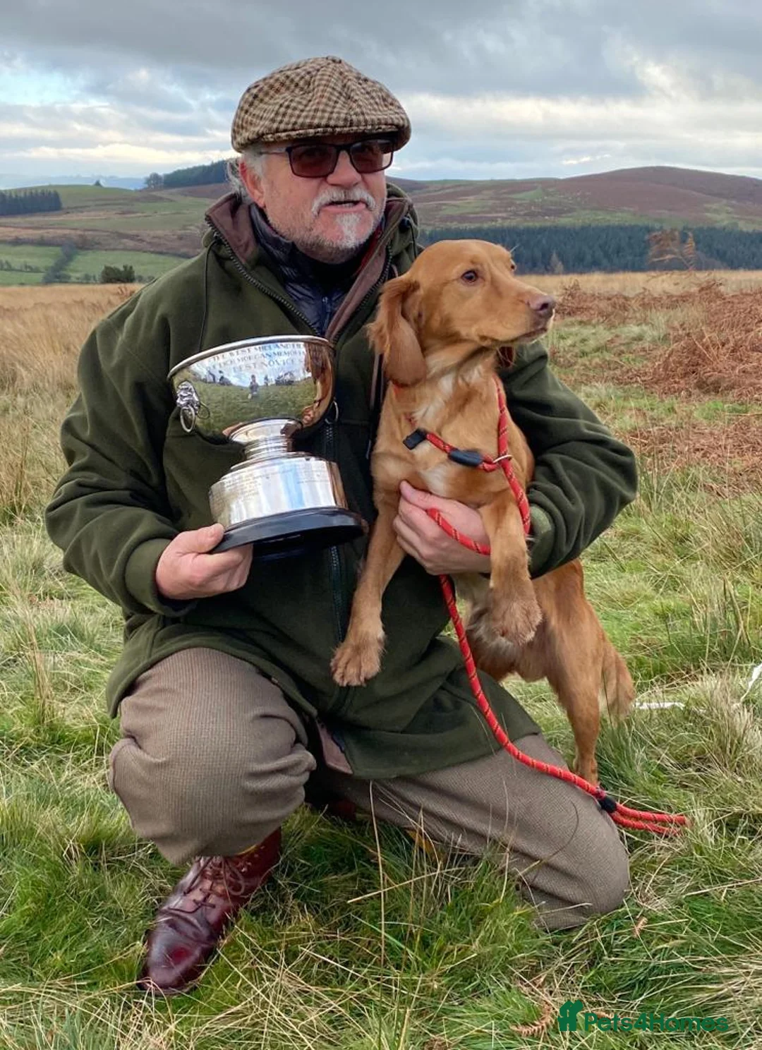 Cocker Spaniel dogs for stud: Outstanding OFTW Red Cocker, FULLY HEALTH TESTED in Bristol - Advert 5