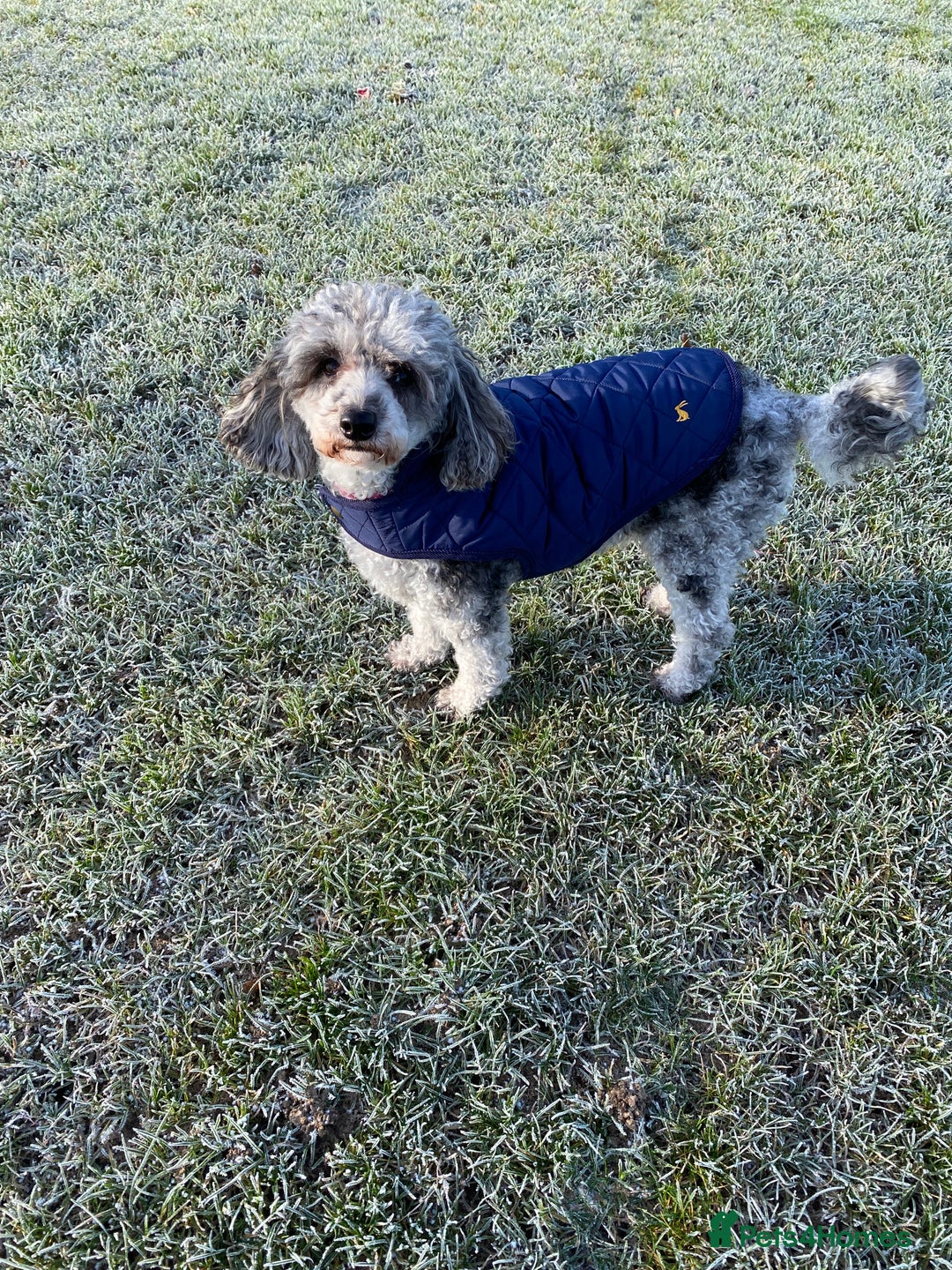 Miniature Poodle dogs for sale: Miniature poodle - Image 6
