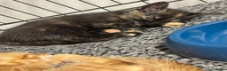 Mixed Breed cats for sale: American shorthair x bsh kittens please red descrp in Belvedere - Advert 10