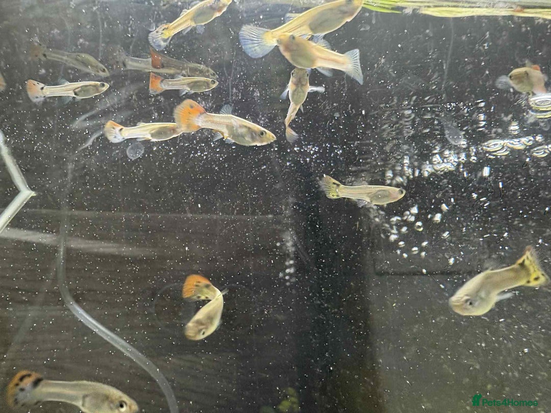 Other/Mixed Breed fish for sale: Mixed guppies - Image 4