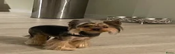 Yorkshire Terrier dogs for sale: Beautiful Yorkshire Terrier Puppies KC reg. - Advert 6