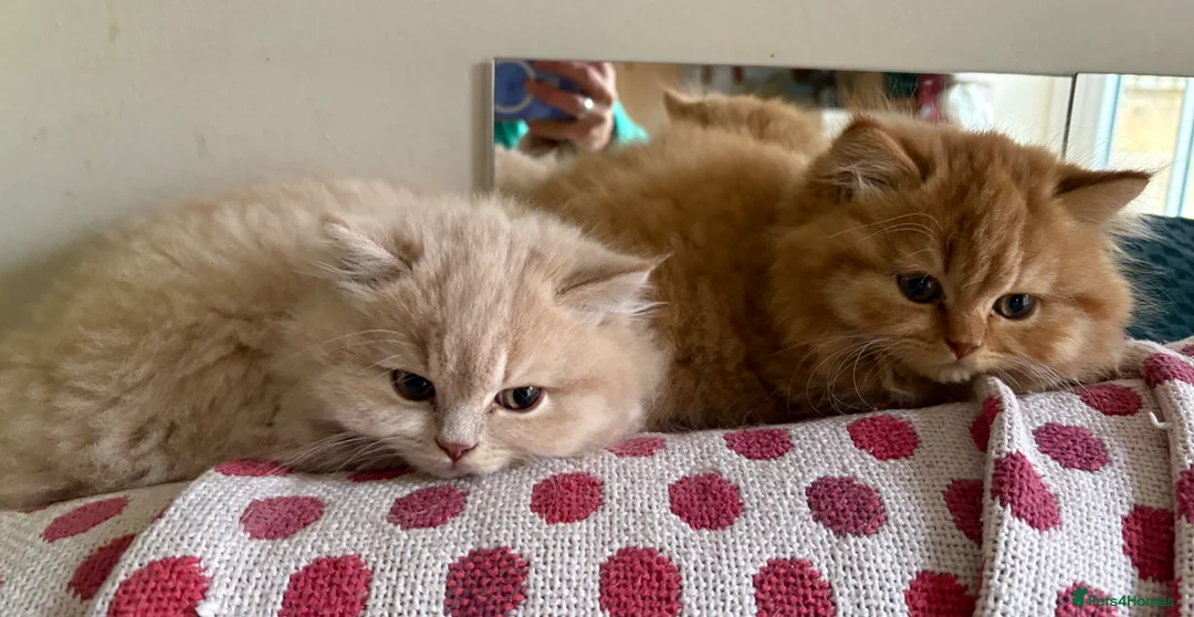 British Longhair cats for sale: 2 Beautiful British Longhair boys  - Advert 7