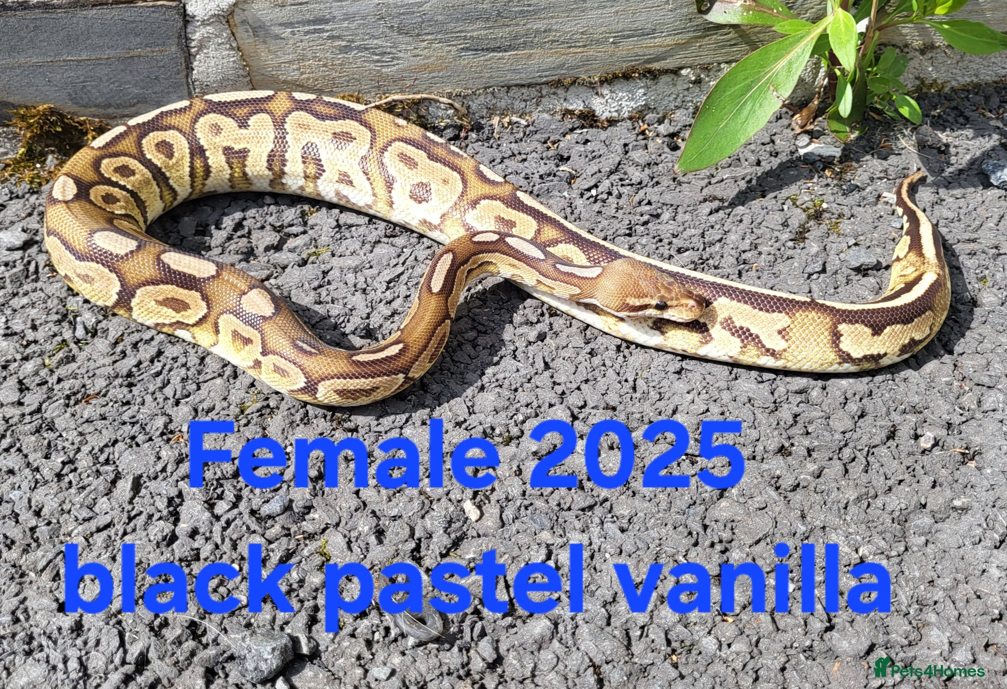 Python Snake reptiles Royal Pythons available  - Advert 1