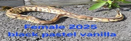 Python Snake reptiles for sale: Royal Pythons available  - Advert 1