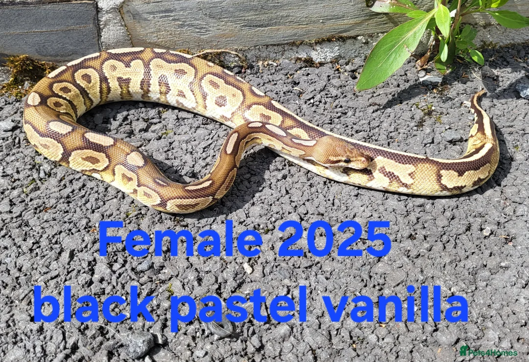 Python Snake reptiles for sale: Royal Pythons available  - Advert 1