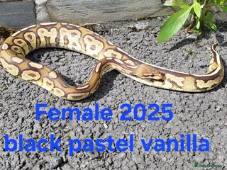 Python Snake reptiles for sale: Royal Pythons available - Advert 4