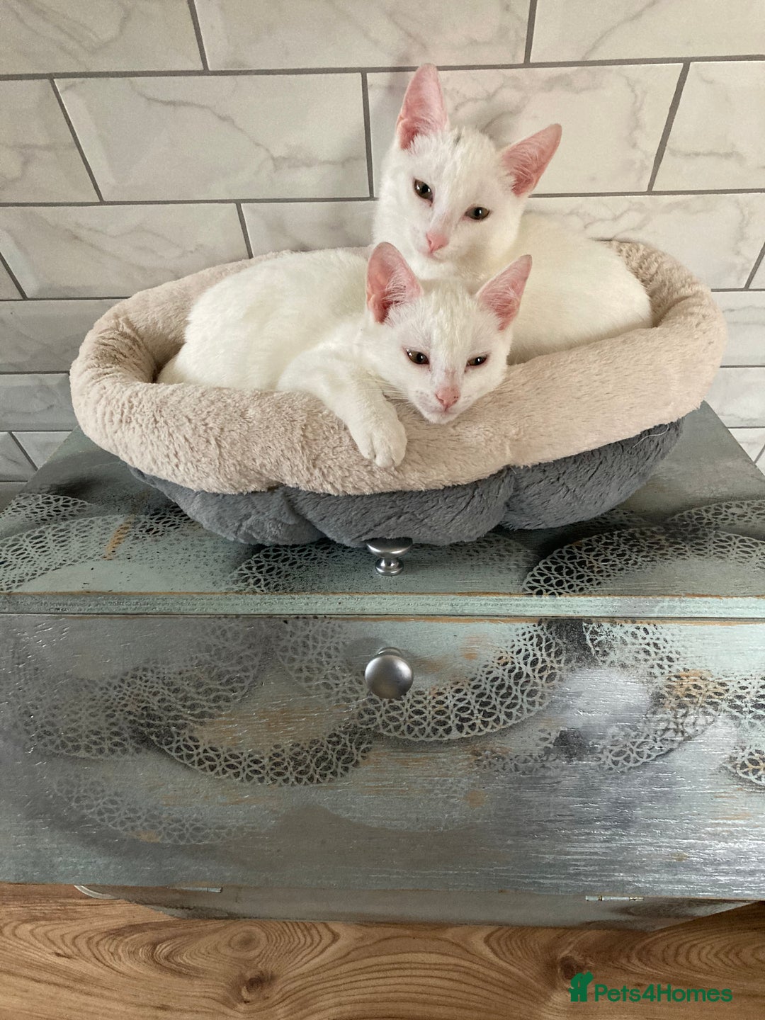 Turkish Van cats for sale: Gorgeous Turkish Van kitten - Advert 24