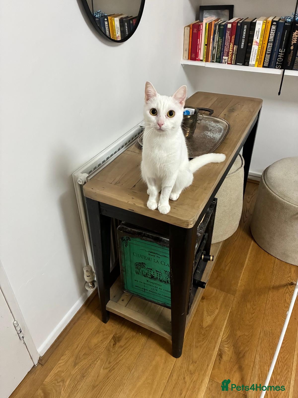 Mixed Breed cats Beautiful Russian White Girl Cat, 3 Years Old - Advert 2