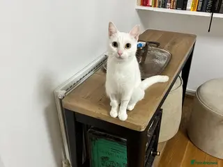 Mixed Breed cats Beautiful Russian White Girl Cat, 3 Years Old - Advert 1