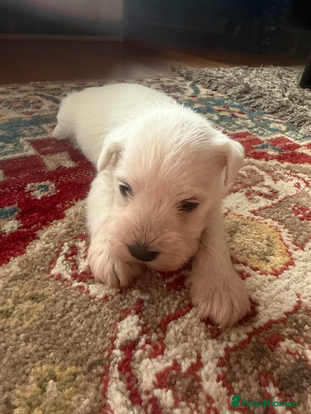 Miniature Schnauzer dogs for sale: White state miniature schnauzer pups in Neath - Advert 12