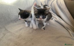 British Shorthair cats for sale: Lovely kittens            - Image 11