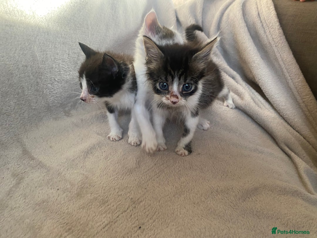 British Shorthair cats for sale: Lovely kittens            - Image 11