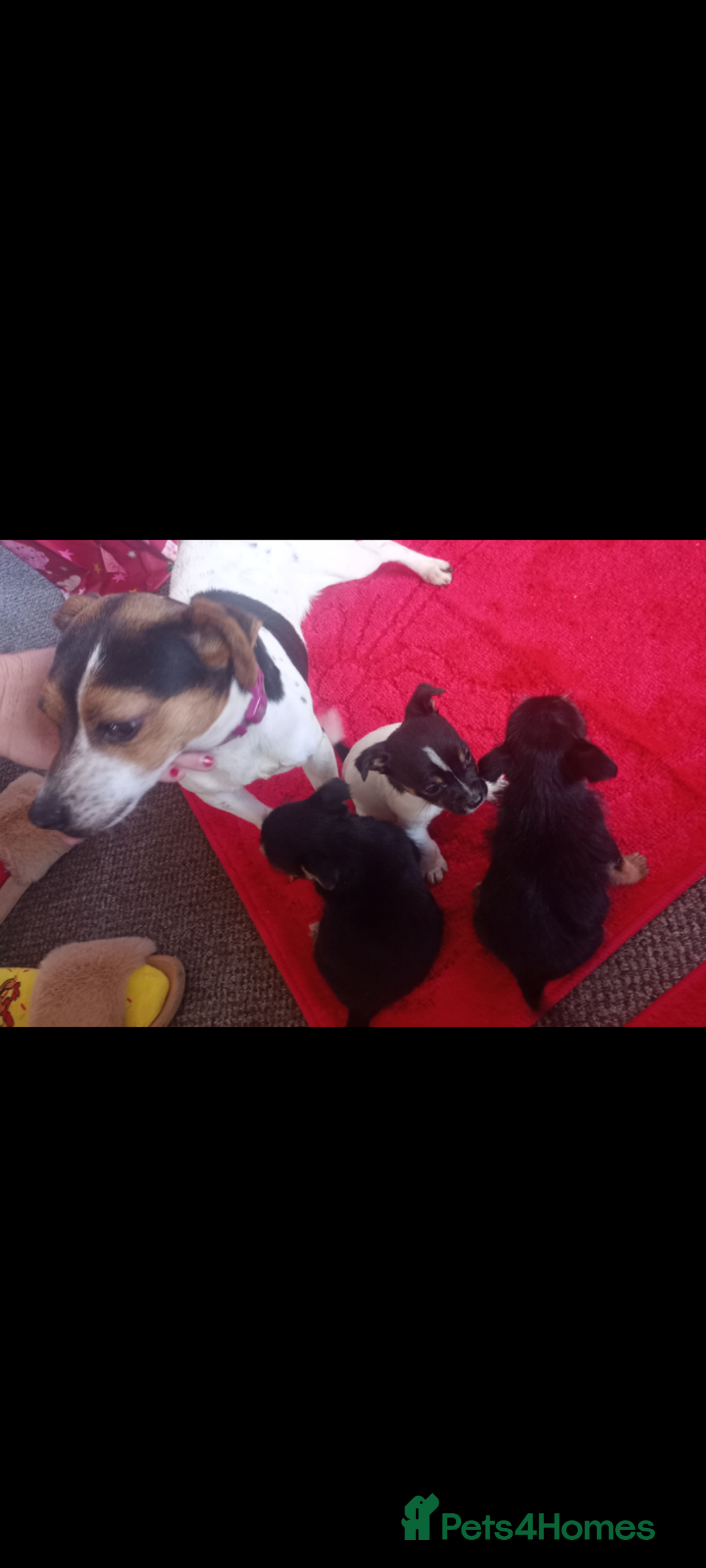 Mixed Breed dogs for sale: Jack Russell puppies  - Advert 6