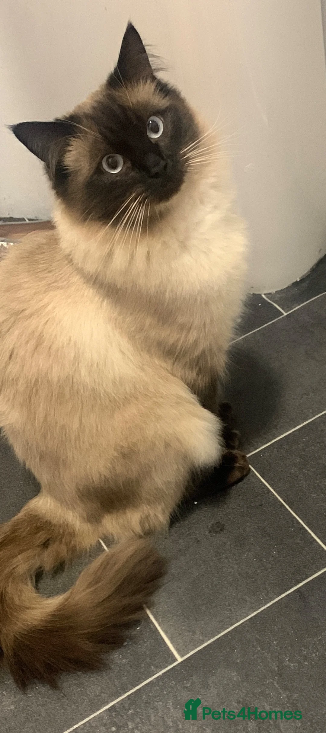 Ragdoll cats for stud: Boots in Carluke - Advert 5