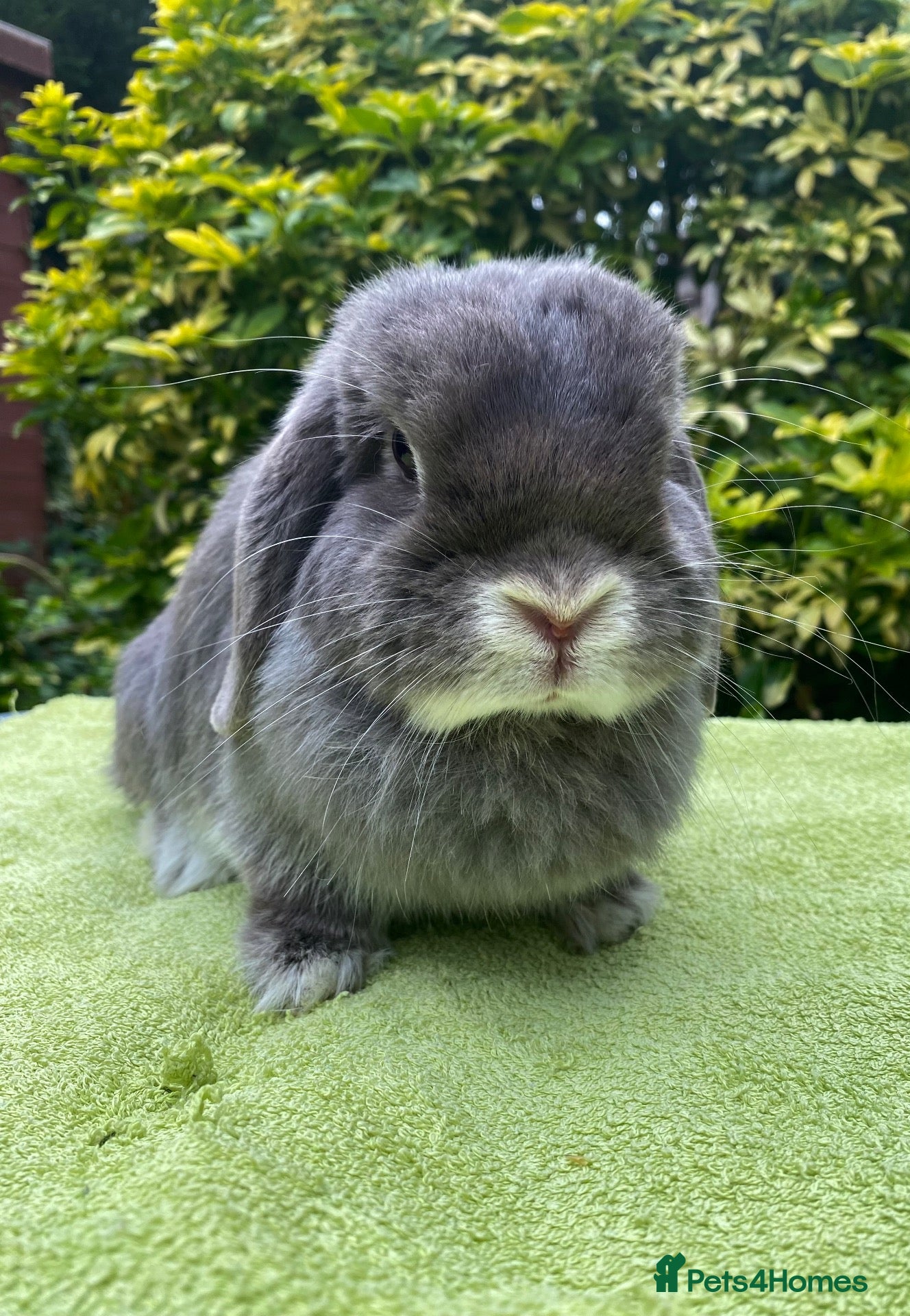 Mini Lop rabbits Lilac Fox Female Mini Lop - Advert 13