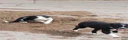 Border Collie dogs for sale: 3 bitch border collies 12 weeks old - Advert 5