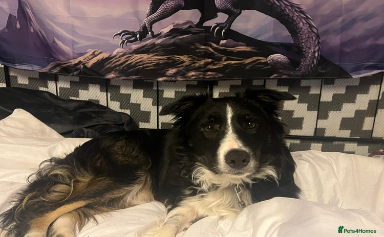 Border Collie dogs - Advert 1