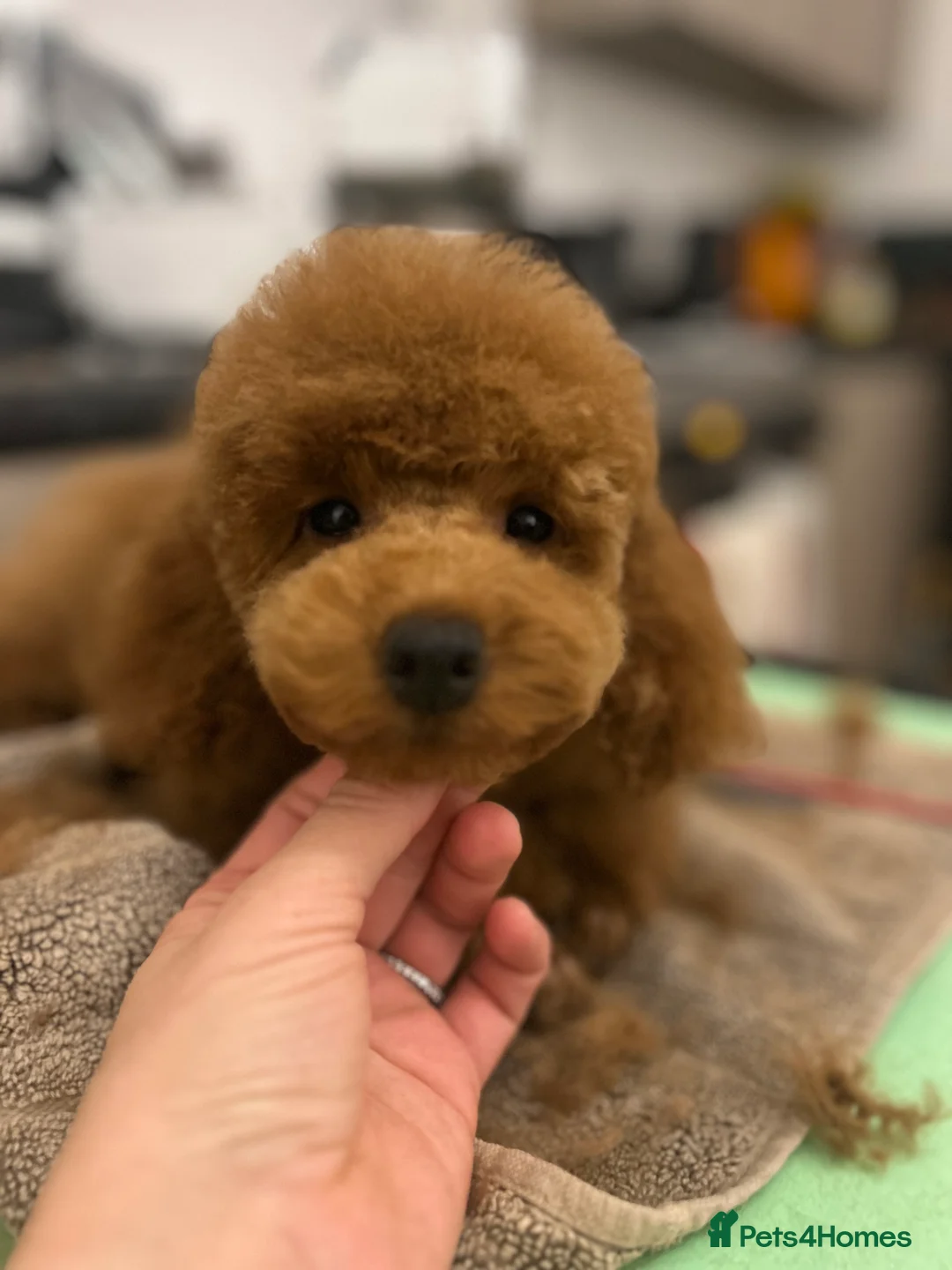 Miniature Poodle dogs for sale: Beautiful miniature poodle boy in Kettering - Advert 1