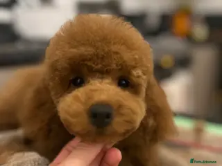 Miniature Poodle dogs Beautiful miniature poodle boy in Kettering - Advert 2