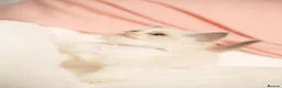 Ragdoll cats for sale: Elite TICA Kittens – Champion Bloodlines - Advert 20
