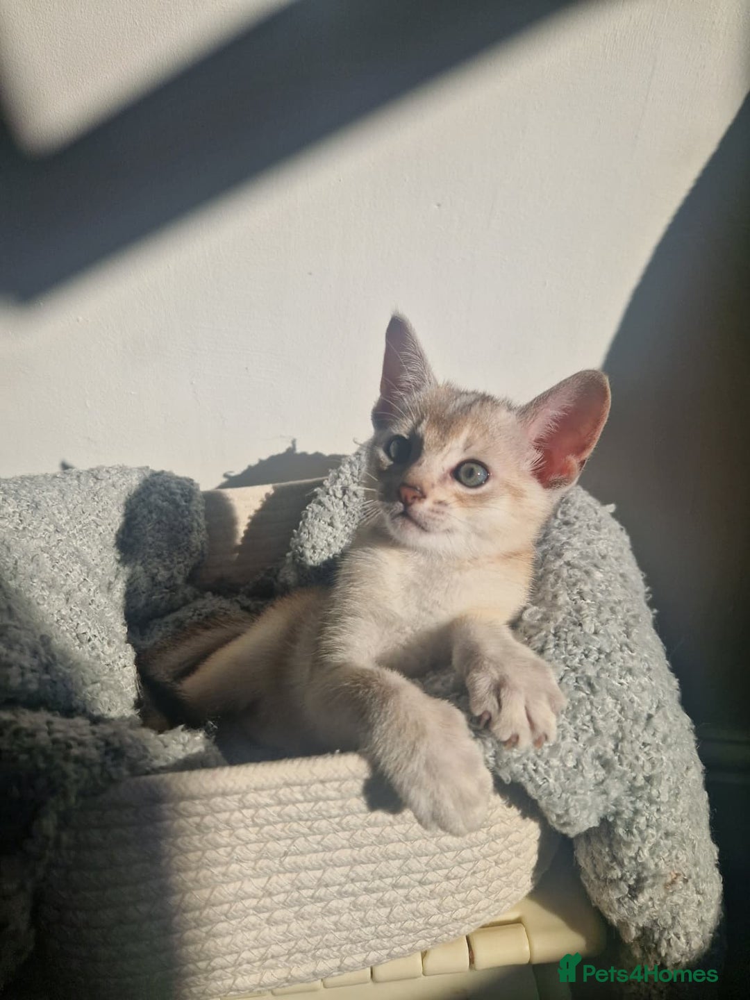 Abyssinian cats for sale: GCCF registered beautiful Abyssinian kittens - Image 4