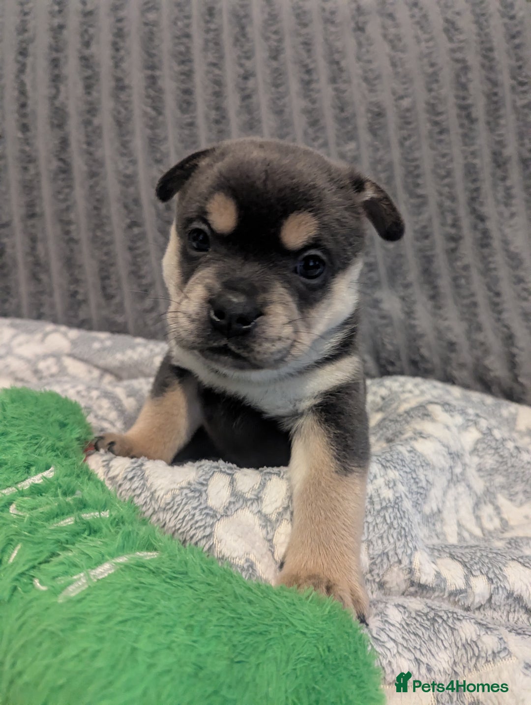 Mixed Breed dogs for sale: Beautiful Frenchie x chow chow puppies. - Advert 2