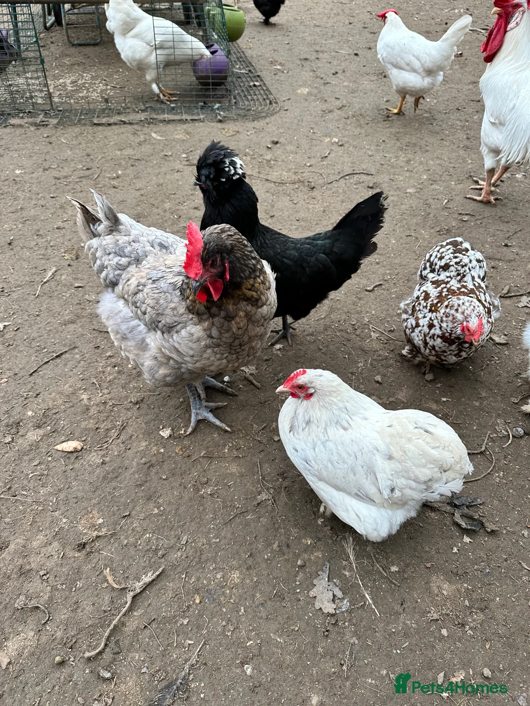 Chickens poultry for sale: Chicks, chickens and hatching eggs - Advert 5