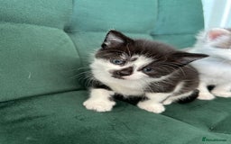 British Longhair cats for sale: Fluffy little angels  - Image 7